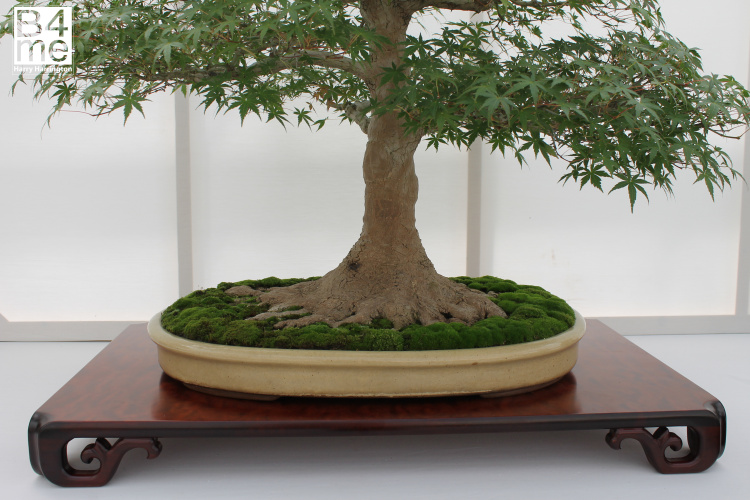 Acer palmatum/Japanese Maple bonsai